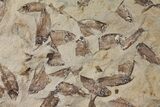Fossil Fish (Gosiutichthys) Mortality Plate - Lake Gosiute #130103-2